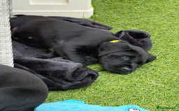 Labrador Retriever dogs for sale: Chunky male  black Labrador puppy  - Image 9