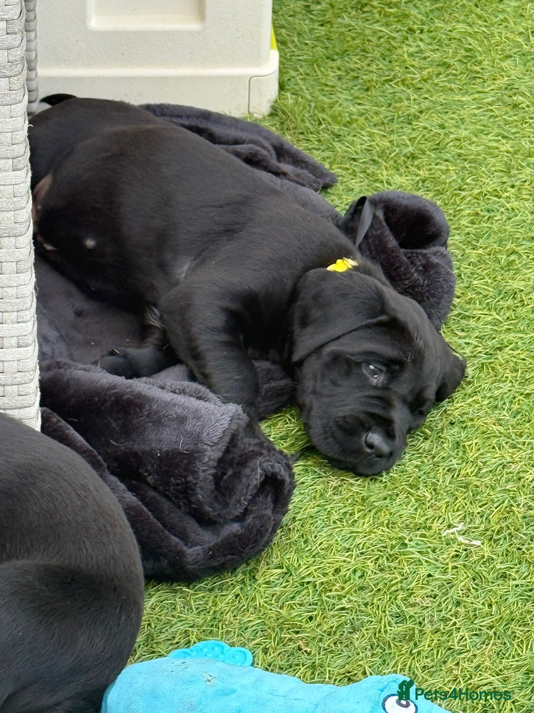 Labrador Retriever dogs for sale: Chunky male  black Labrador puppy  - Image 9