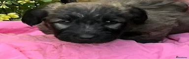Skye Terrier Puppy 6