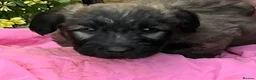 Skye Terrier dogs for sale: Exceptional Skye Terrier Puppies. Rare breed.  - Advert 9