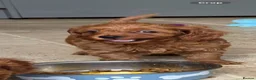 Cavapoo dogs for sale: Cavapoo pups  - Advert 7