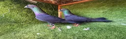Pigeons birds for sale: Premium Breeding Pigeons Top Quality Pairs Availab - Advert 17