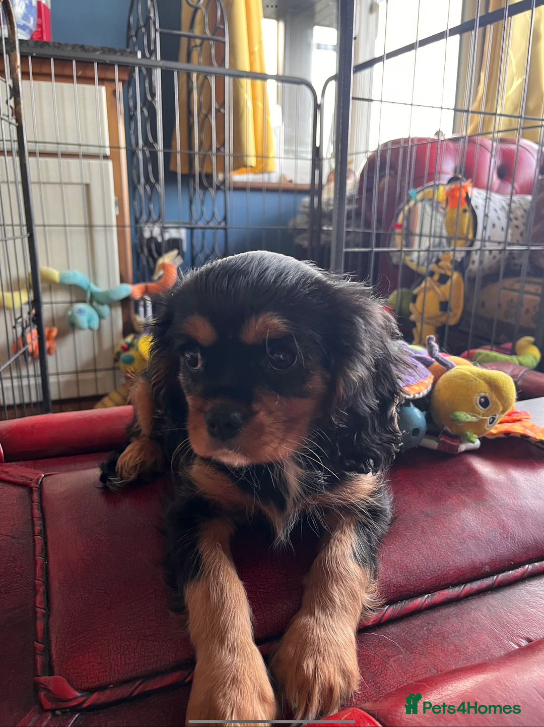Cavalier King Charles Spaniel dogs for sale: Confident female cavalier - Advert 7