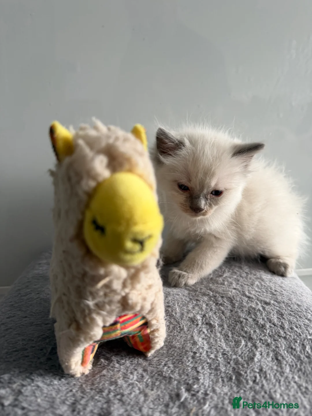 Ragdoll cats for sale: *Ready To Leave Now 2 Pure Ragdoll Male Kittens*** - Advert 27