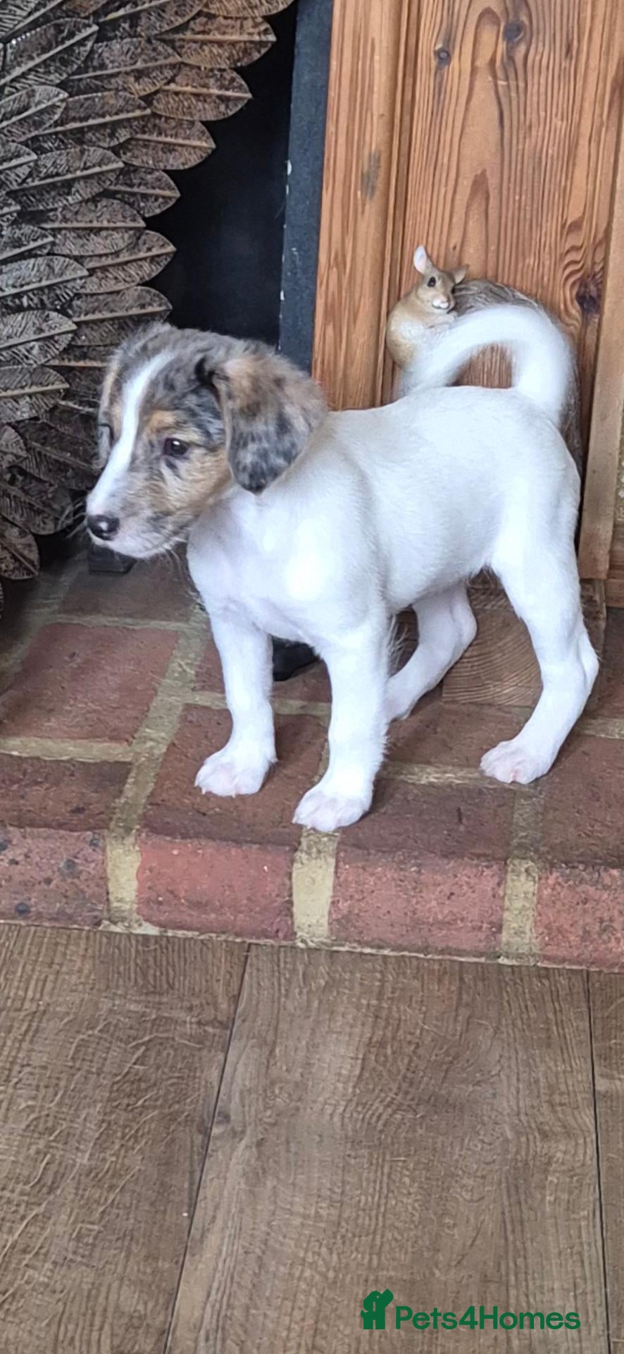 Jackshund dogs Jack Russell x dauchand call   **  - Advert 1