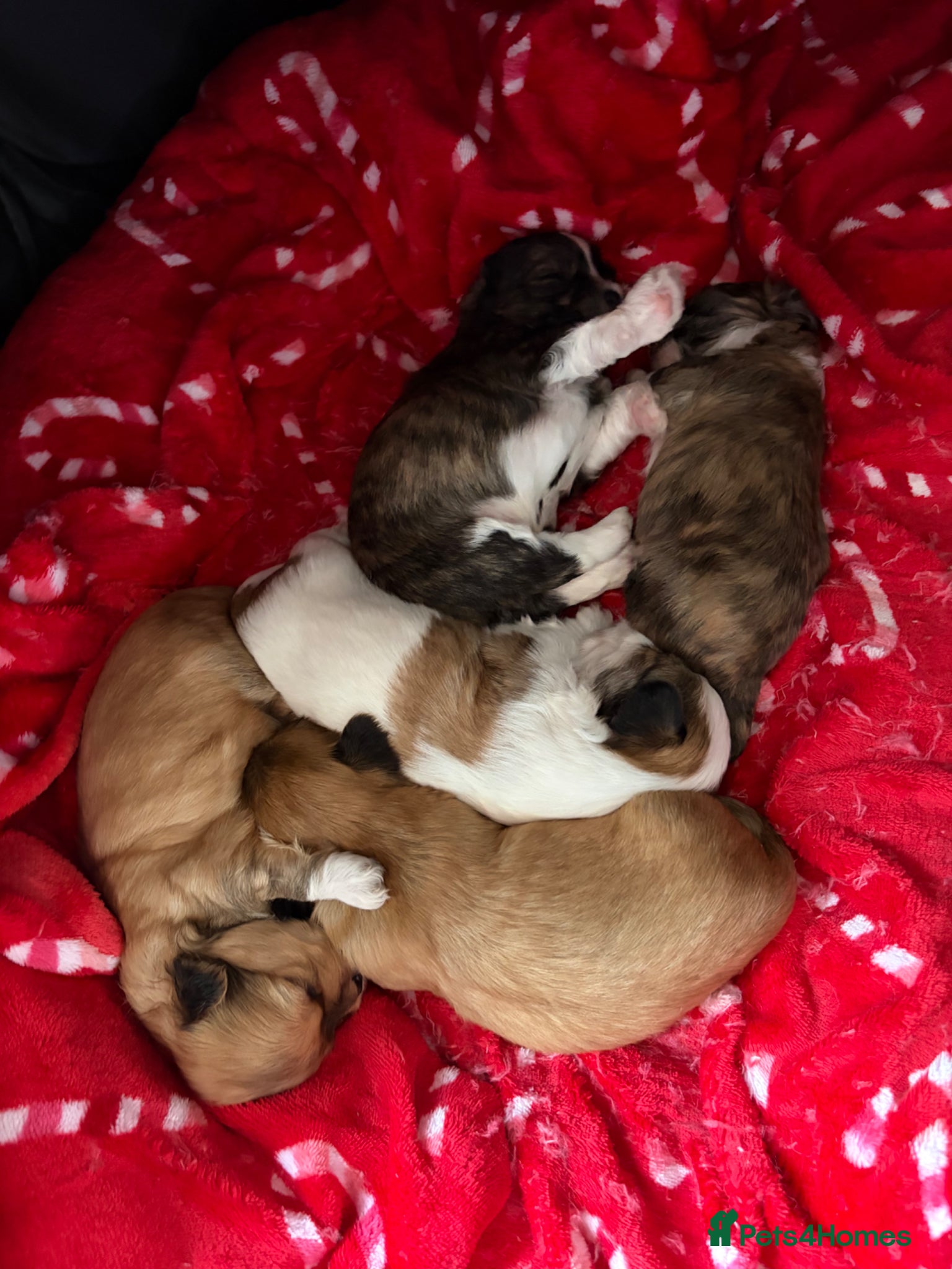 Lhasa Apso dogs Lhasa Apso puppies for sale - Advert 2