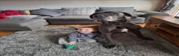 Great Dane dogs for sale: Pedigree Blue Great Dane Babies  - Advert 10
