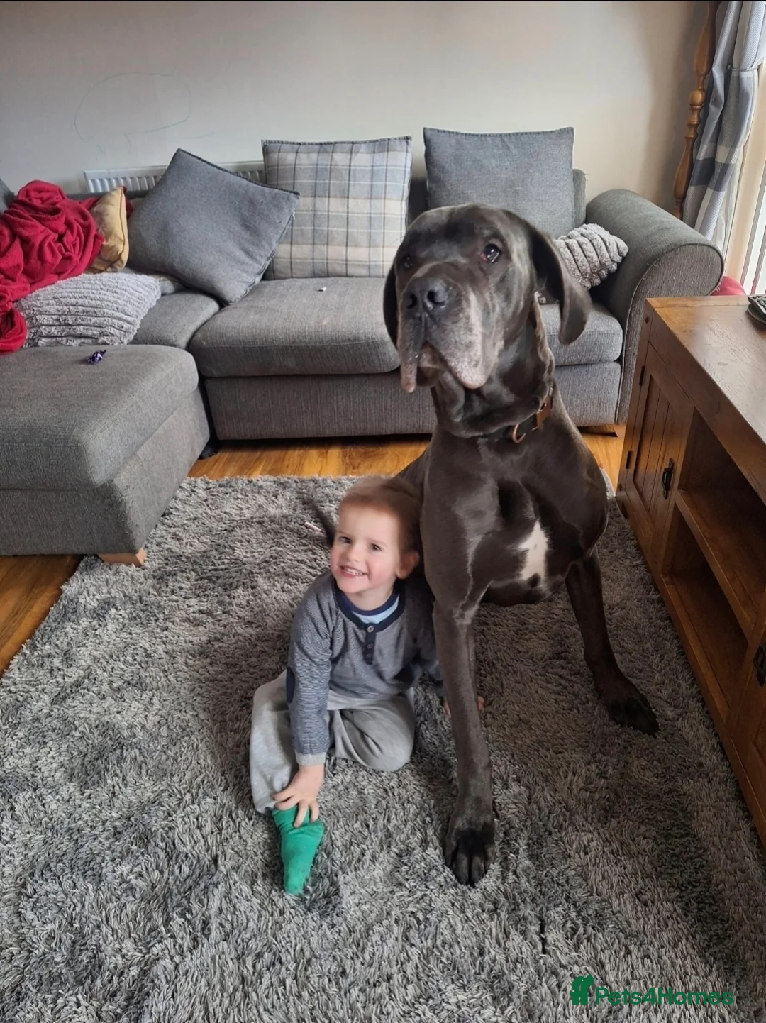 Great Dane dogs for sale: Pedigree Blue Great Dane Babies  - Advert 10