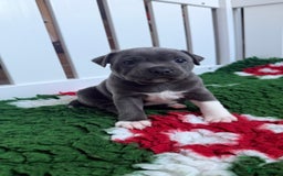 Staffordshire Bull Terrier dogs for sale: Health tested KC Staffordshire Bullterrier puppy’s - Image 7
