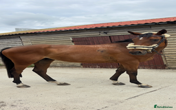 English Thoroughbred horses for sale: Mother daughter share types  - Image 6