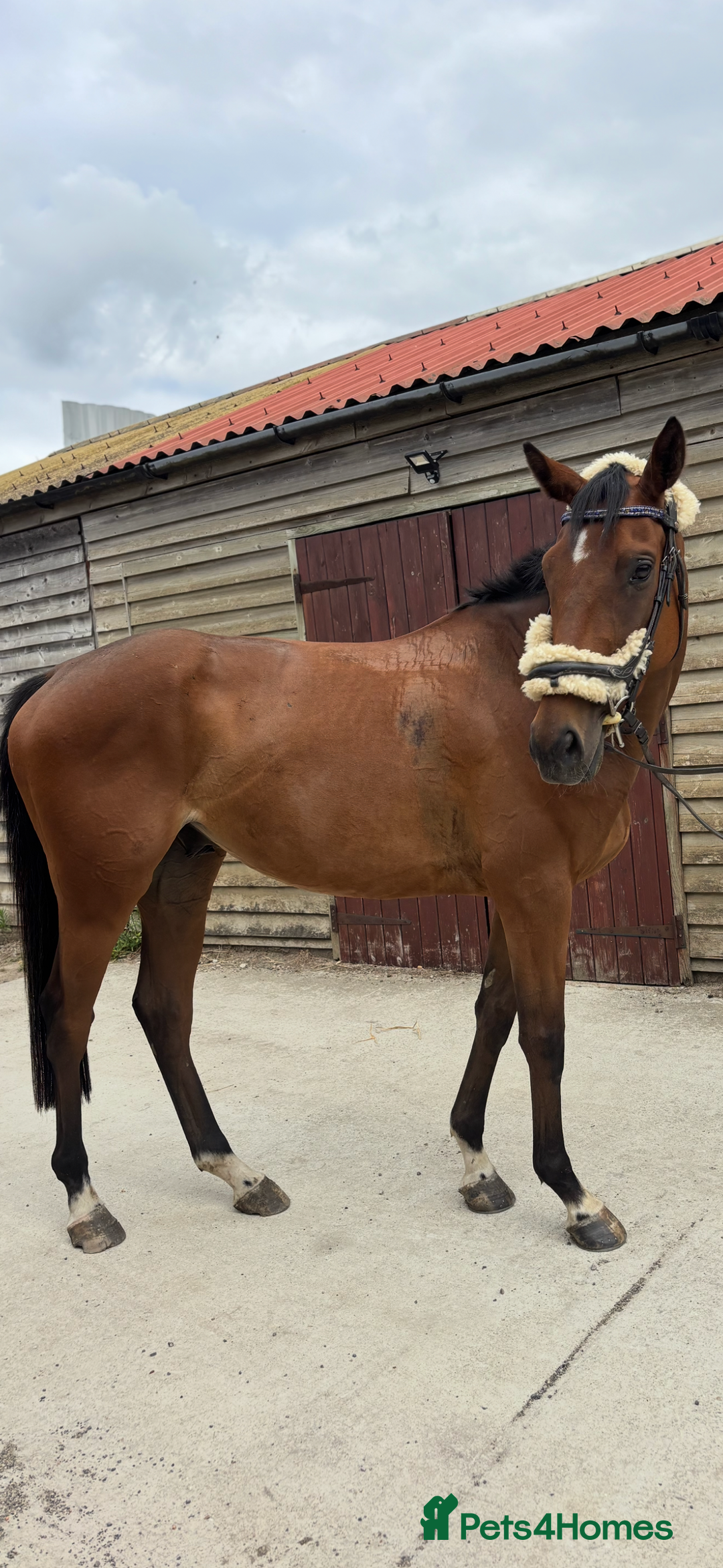English Thoroughbred horses for sale: Mother daughter share types  - Image 6