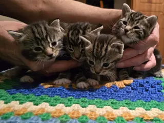 Bengal cats Beautiful Bengal Kittens For Sale - Advert 2