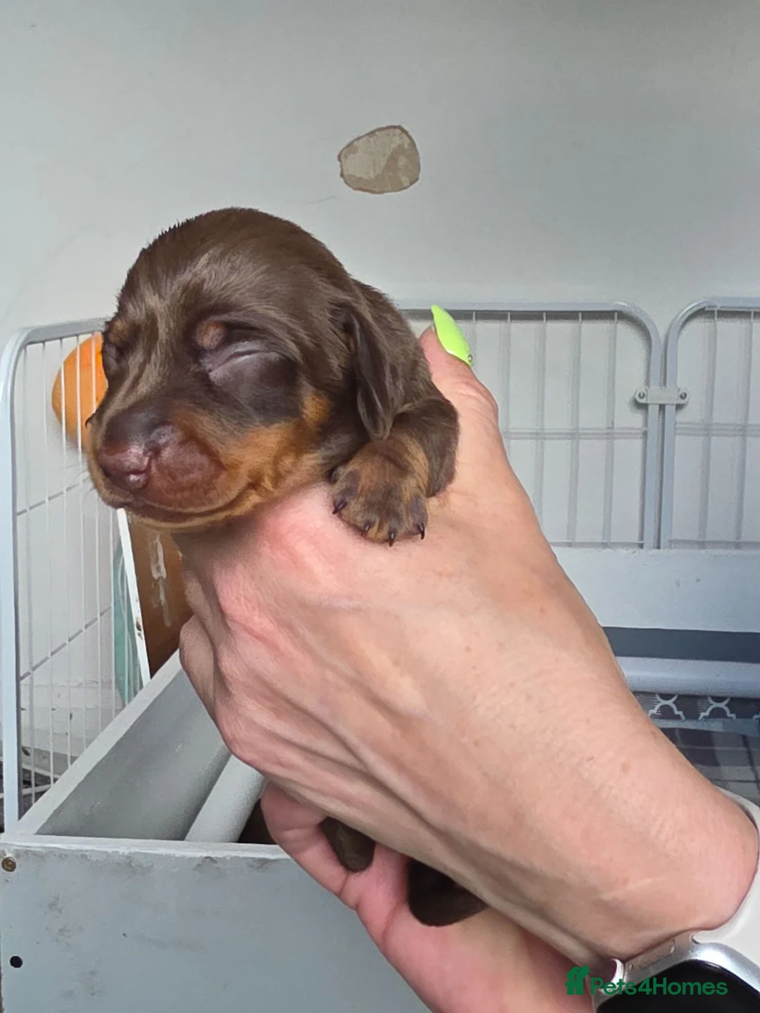 Miniature Dachshund dogs for sale: 7 beautiful little Dachshund  - Advert 40