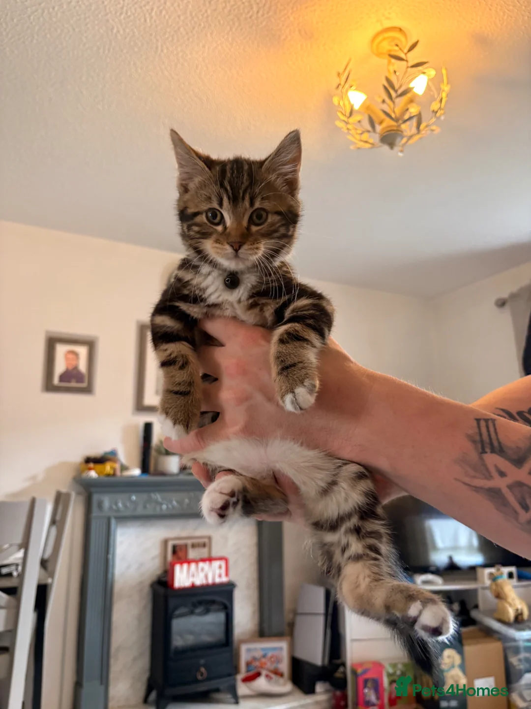Mixed Breed cats for sale: 10 week old male kitten in Cannock - Advert 1