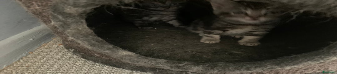 Burmese Kitten 5
