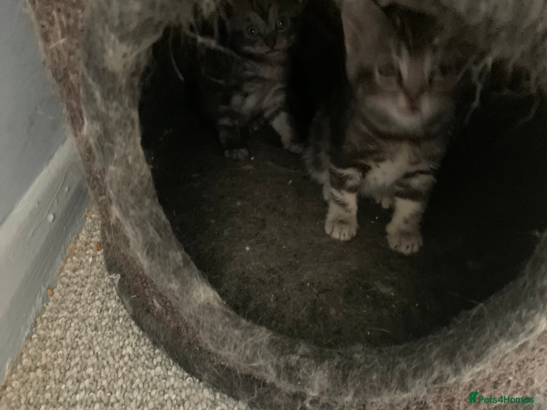 Burmese cats for sale: Burmese xBritish Kittens  - Image 2