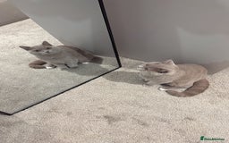 British Shorthair cats for sale: Lilac british short - Image 4