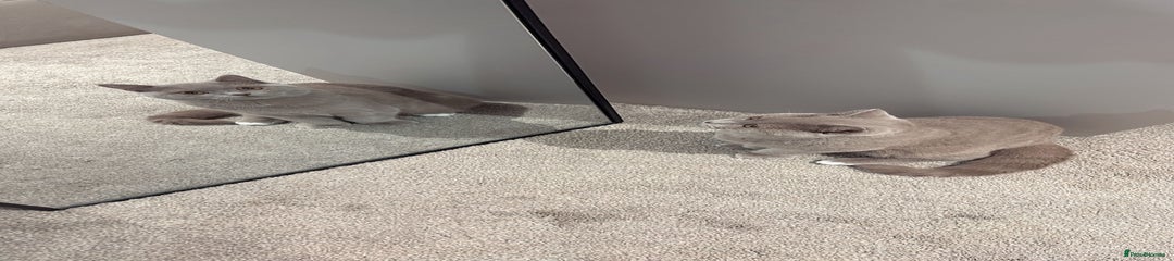 British Shorthair Kitten 1