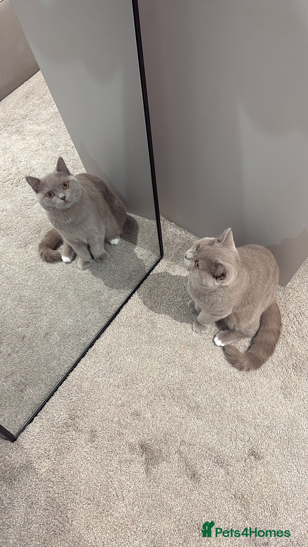 British Shorthair cats for sale: Lilac british short - Image 4