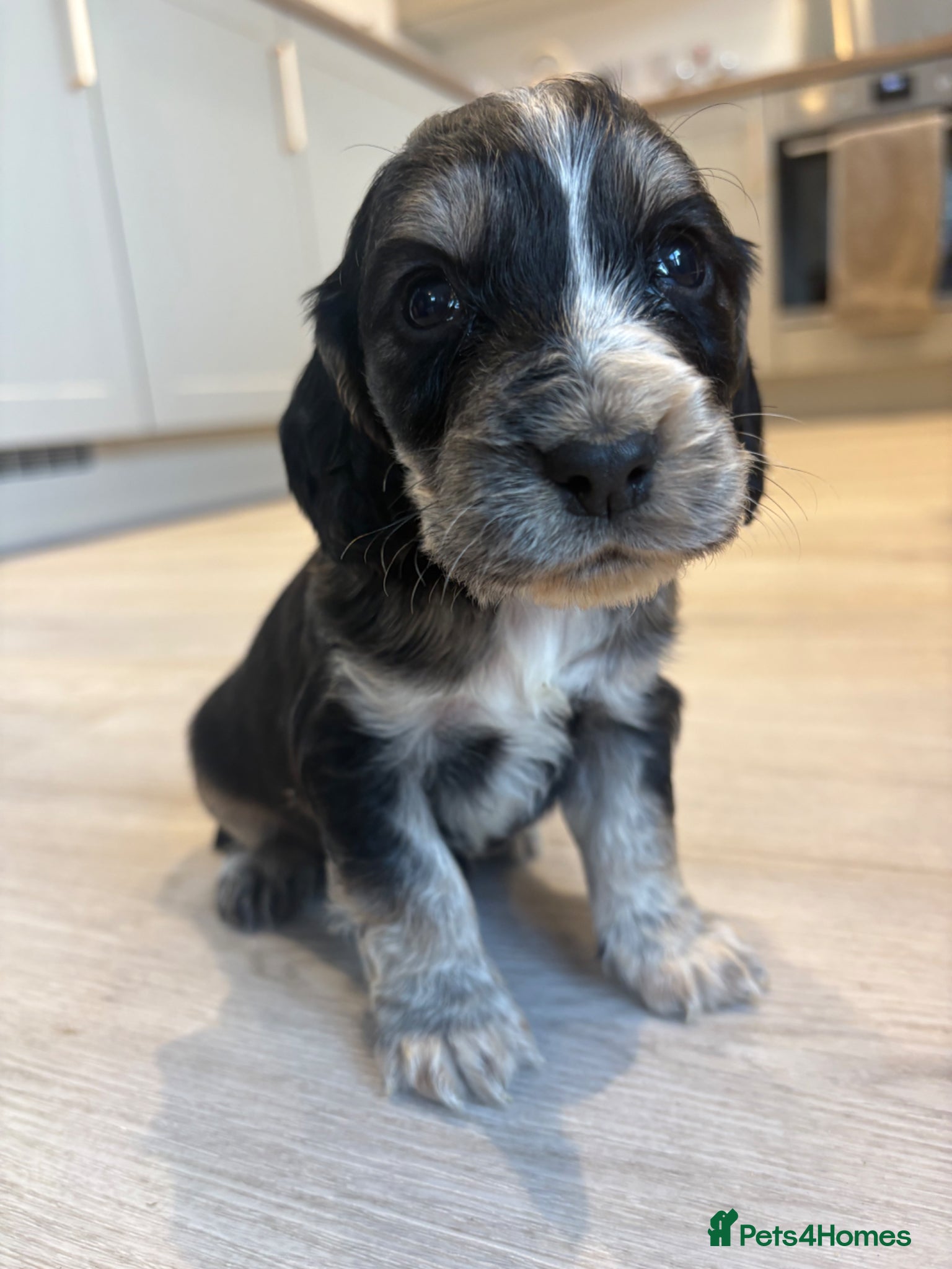 Cocker Spaniel dogs 7 Beautiful Cocker spaniel puppies! Last one left! - Advert 18