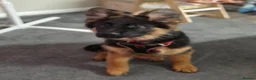 German Shepherd dogs for sale: Gorgeous KC Registered Male German Shepherd - Advert 5