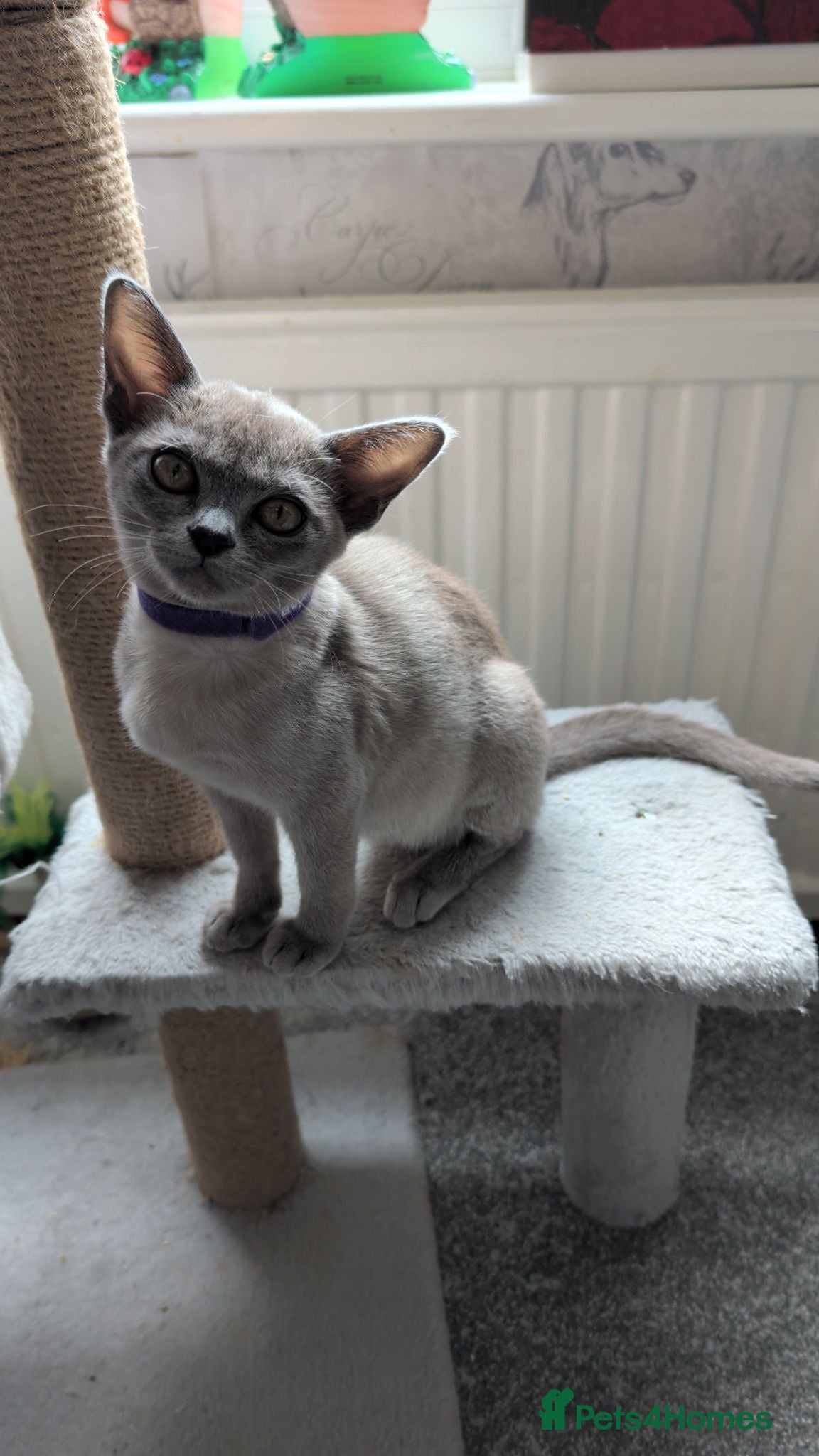 Burmese cats 1 Beautiful blue Burmese baby left - Advert 2