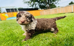 Cockapoo dogs for sale: Chocolate Merle Cockapoo Babies 🐾🐾🐾 - Image 5