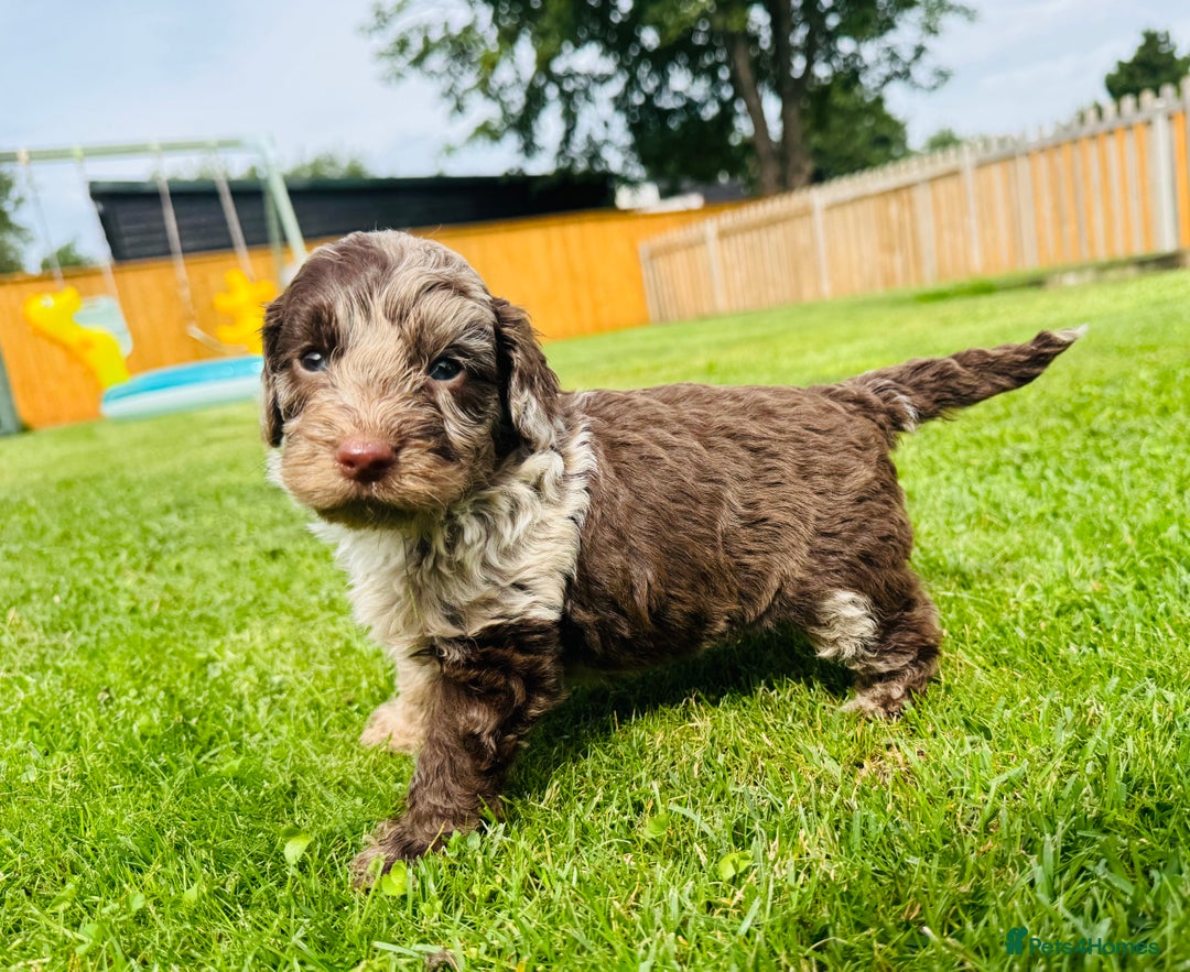 Cockapoo dogs for sale: Chocolate Merle Cockapoo Babies 🐾🐾🐾 - Image 5