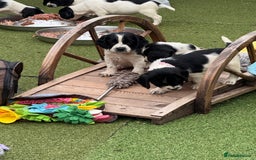English Springer Spaniel dogs for sale: Kc reg  dna tested springer spaniels  - Image 4
