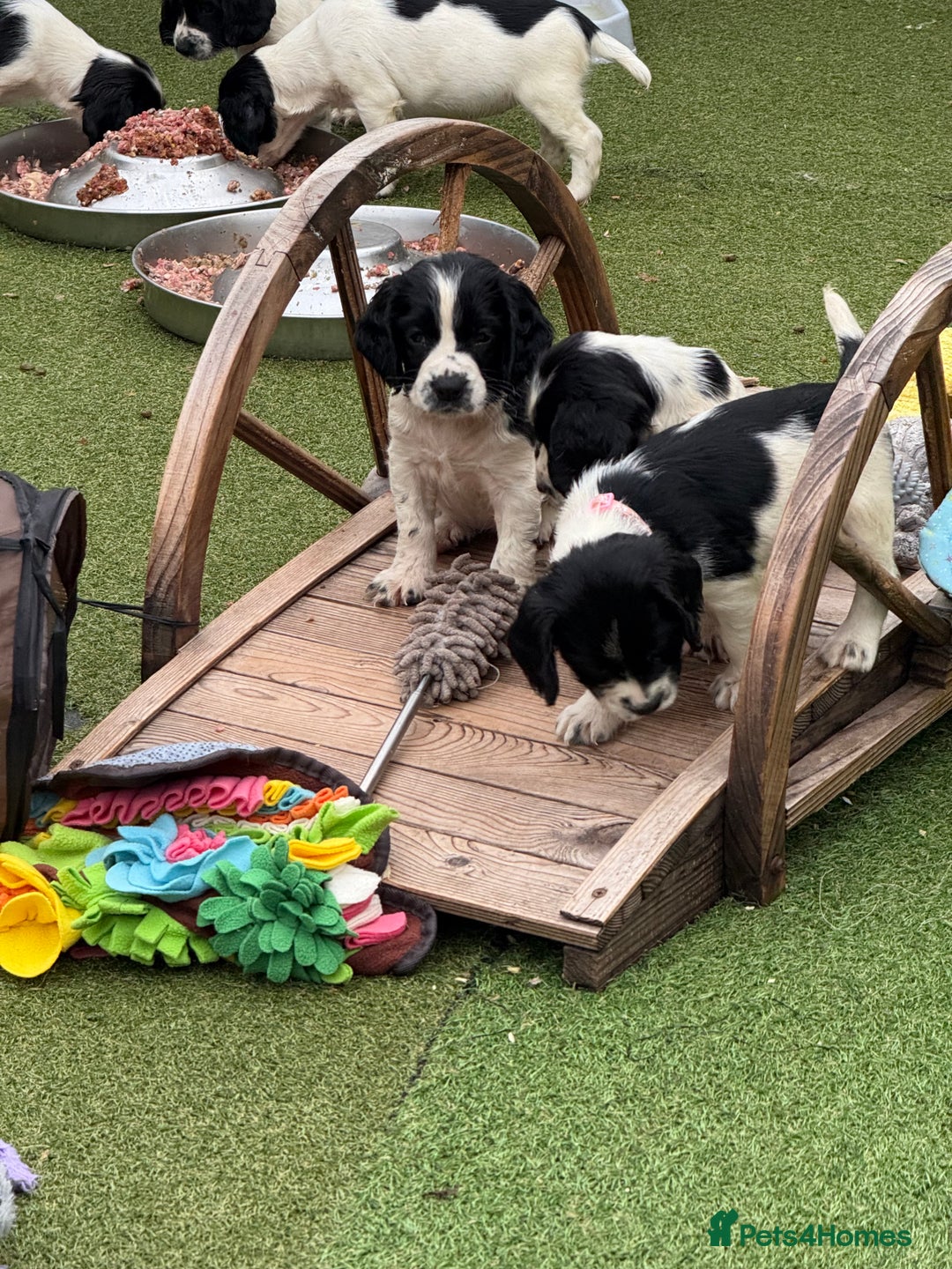 English Springer Spaniel dogs for sale: Kc reg  dna tested springer spaniels  - Image 4