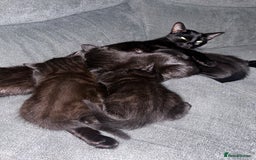 Maine Coon cats for sale: Bombay mixed maine coon  - Image 3