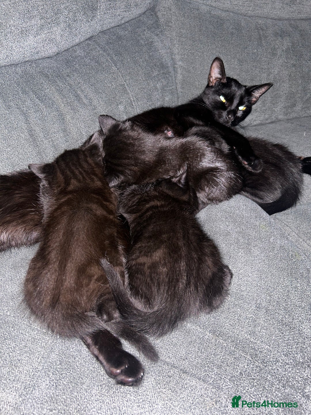 Maine Coon cats for sale: Bombay mixed maine coon  - Image 3