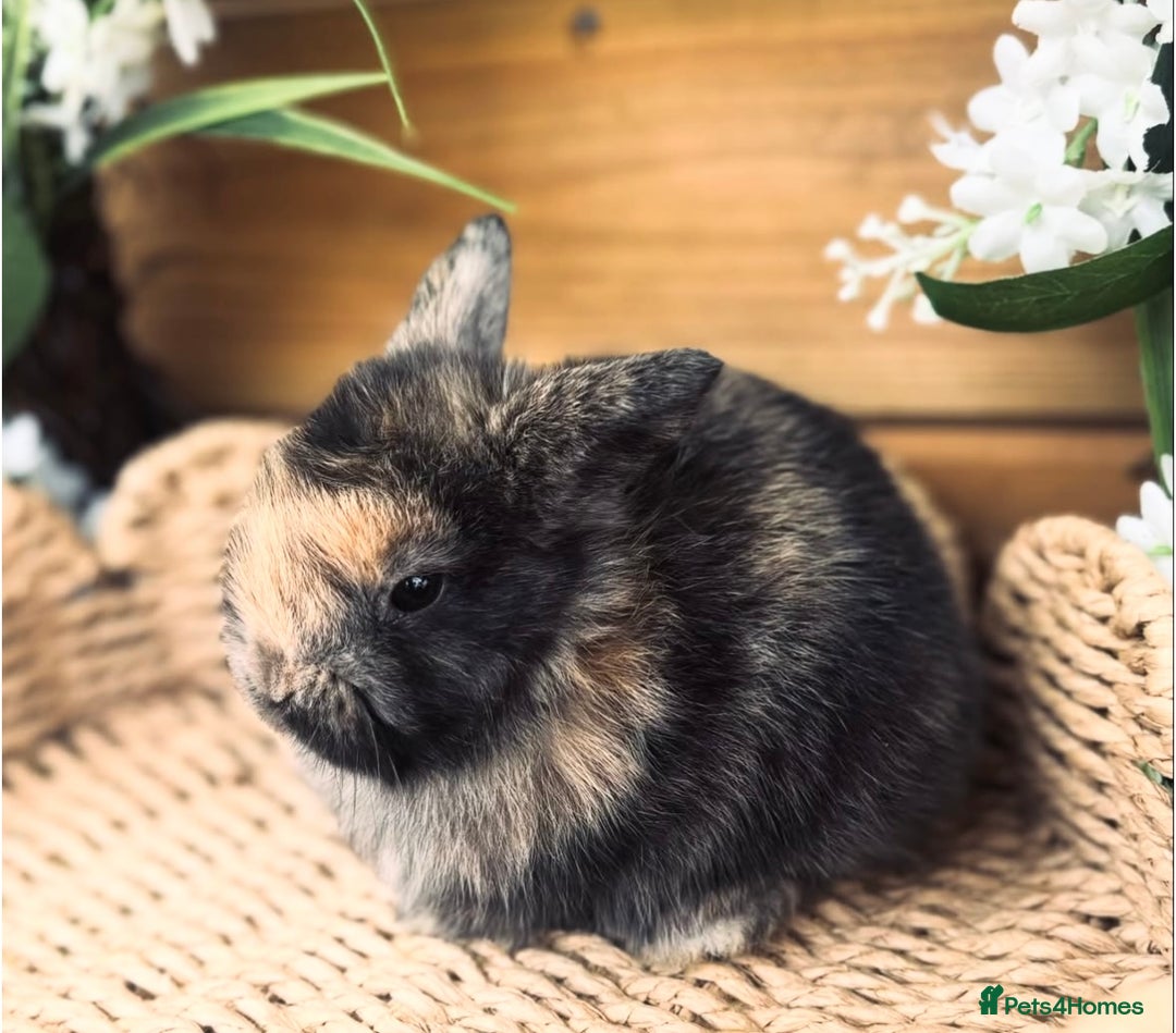 Mini Lop rabbits for sale: Friendly Mini Lops - Image 7