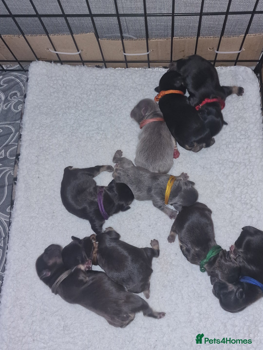 French Bulldog dogs for sale: *LAST2* Fluffy french bulldog puppies - Image 25