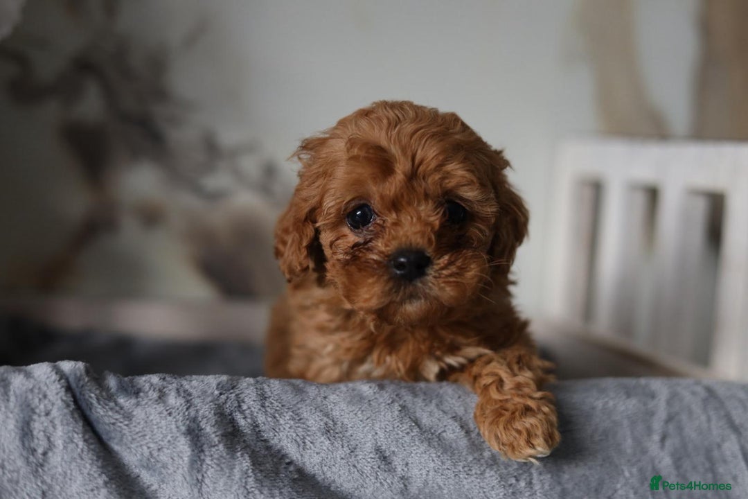 Cavapoo dogs for sale: F1 Cavapoos Ready 22nd December 🐾💕 - Advert 2