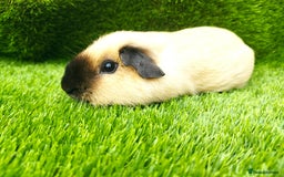 Guinea Pig rodents for sale: 2 Cream California Boars  - Image 4