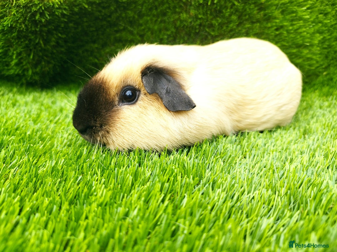 Guinea Pig rodents for sale: 2 Cream California Boars  - Image 4