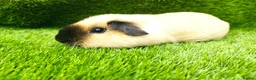 Guinea Pig rodents for sale: 2 Cream California Boars  - Advert 4
