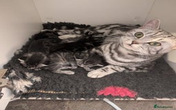 British Shorthair cats for sale: GCCF British Shorthair Silver Tabby Kittens - Image 2