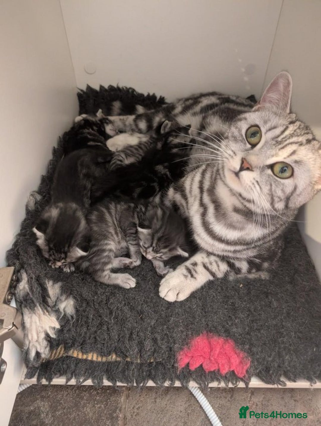British Shorthair cats for sale: GCCF British Shorthair Silver Tabby Kittens - Image 2