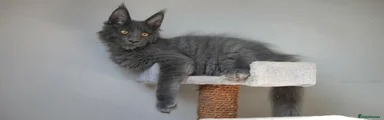 Maine Coon 6