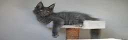 Maine Coon cats for sale: Pedigree Maine Coon Kittens WCF Registered  - Advert 2