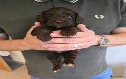 Cockapoo dogs for sale: Adorable Cockapoo puppies for sale - Image 1