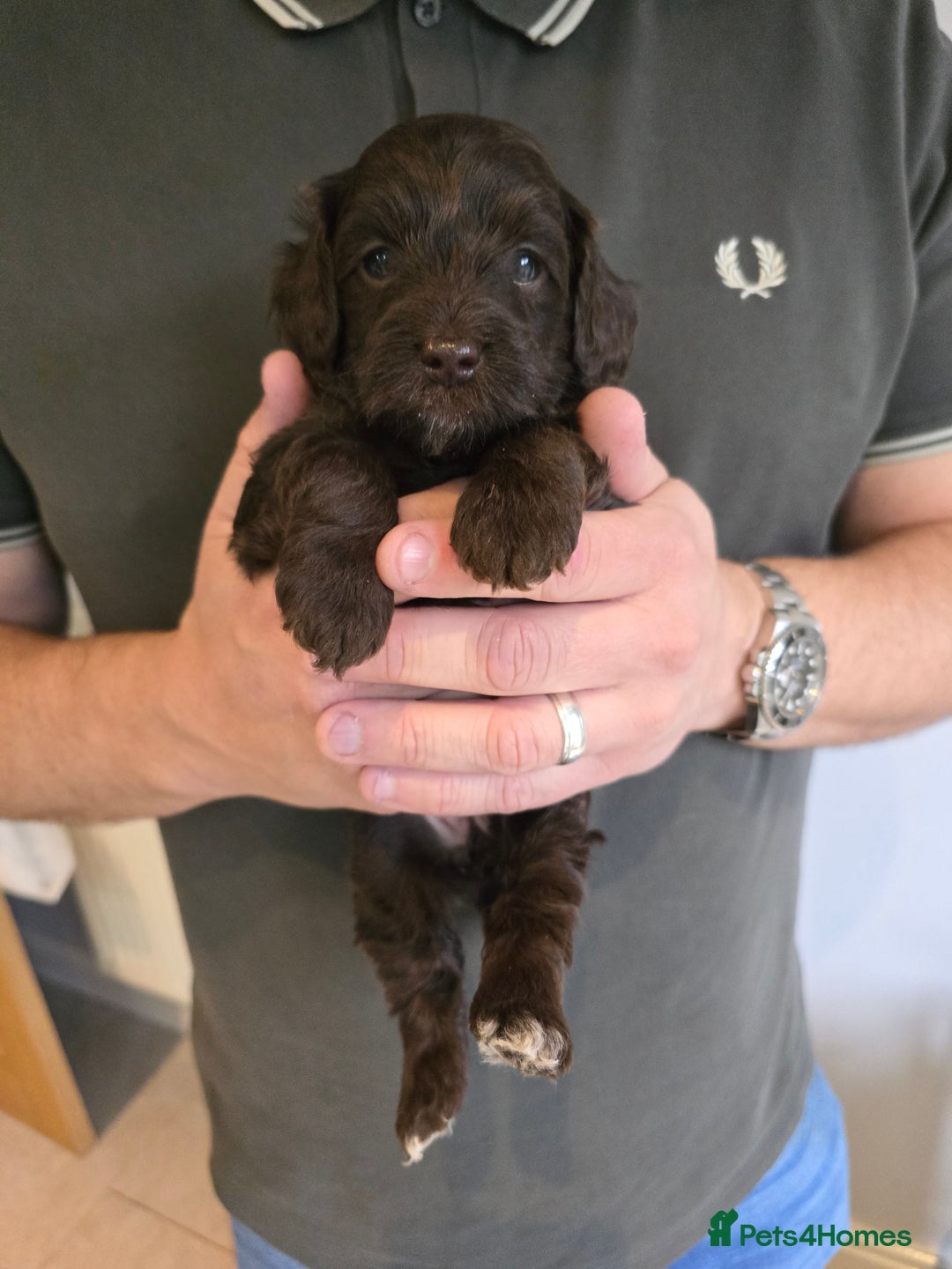 Cockapoo dogs for sale: Adorable Cockapoo puppies for sale - Image 1