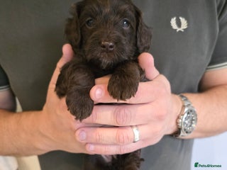 Cockapoo dogs - Advert 24