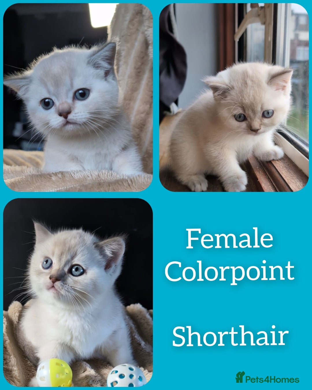 British Shorthair cats for sale: 💖💖💖BSH & BLH💫 GCCF & TICA red - Advert 17