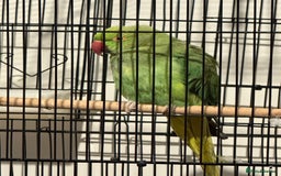 Parakeets birds for sale: Ring neck  - Image 2