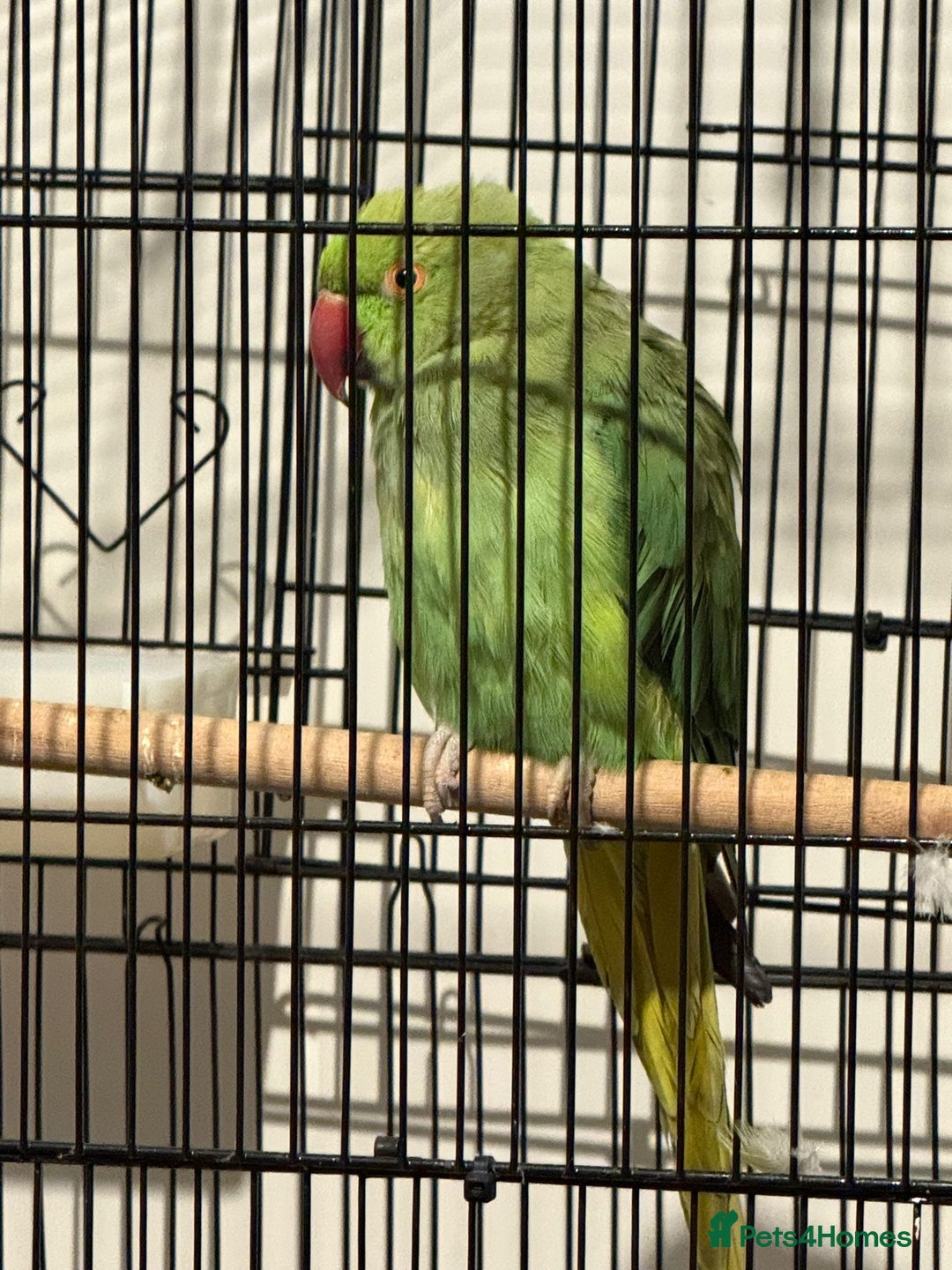 Parakeets birds for sale: Ring neck  - Image 2