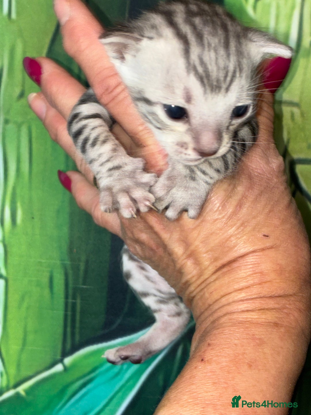 Bengal cats for sale: Beechwood Bengals  stunning SILVER kittens - Image 13