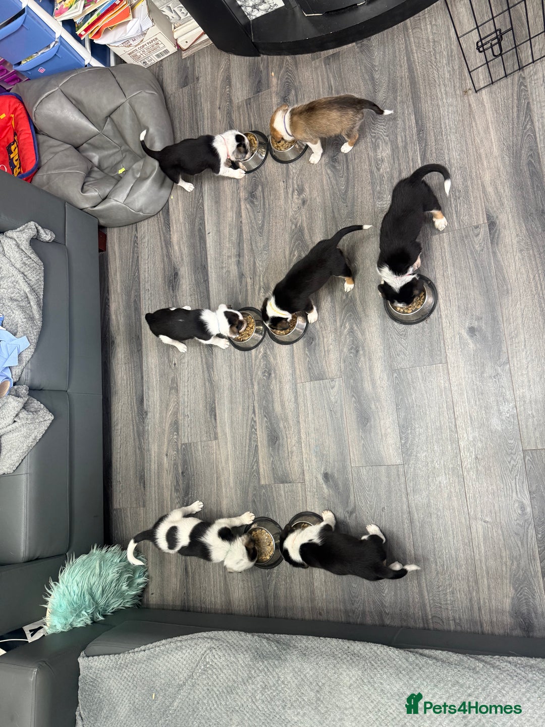 Border Collie dogs for sale: Border collie pups - Image 6